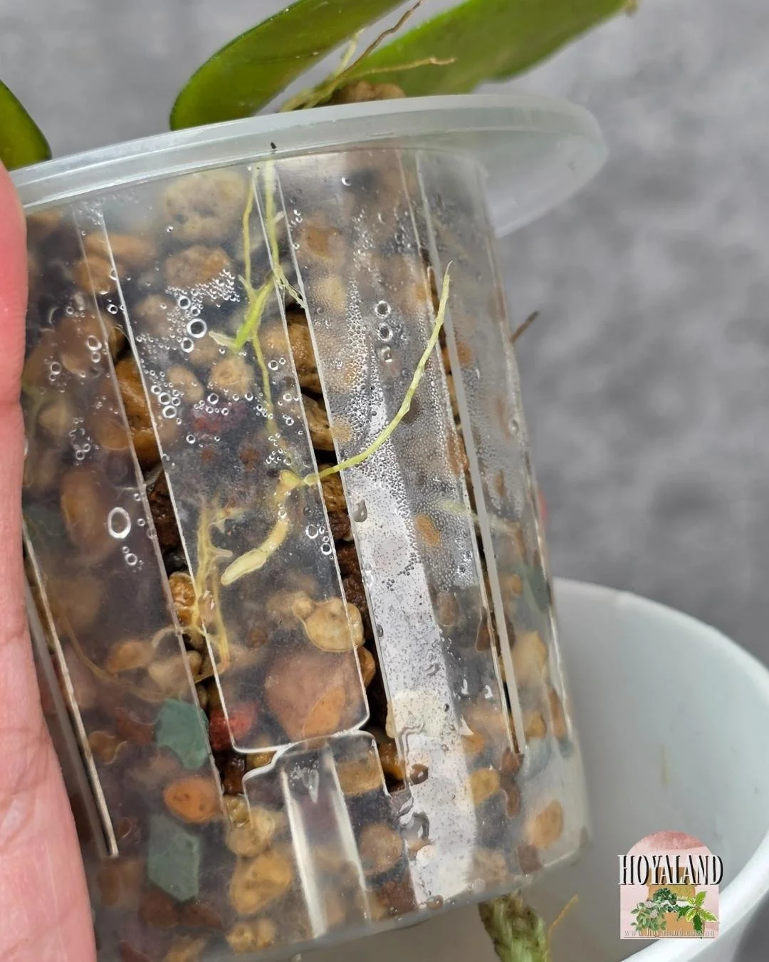 Hoya Love Affair B.jpg