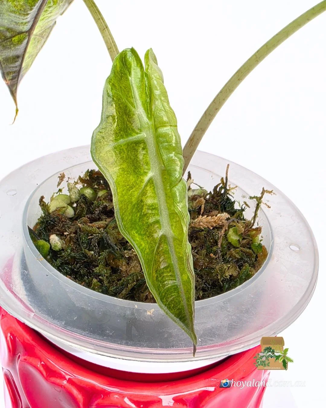 Alocasia sanderiana bull aurea.jpg