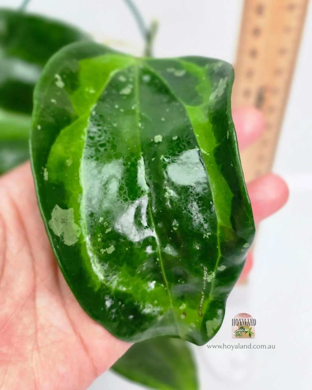 Hoya latifolia baibua.jpg