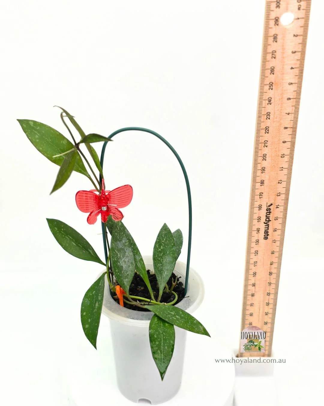 Hoya rosita splash (6).jpg