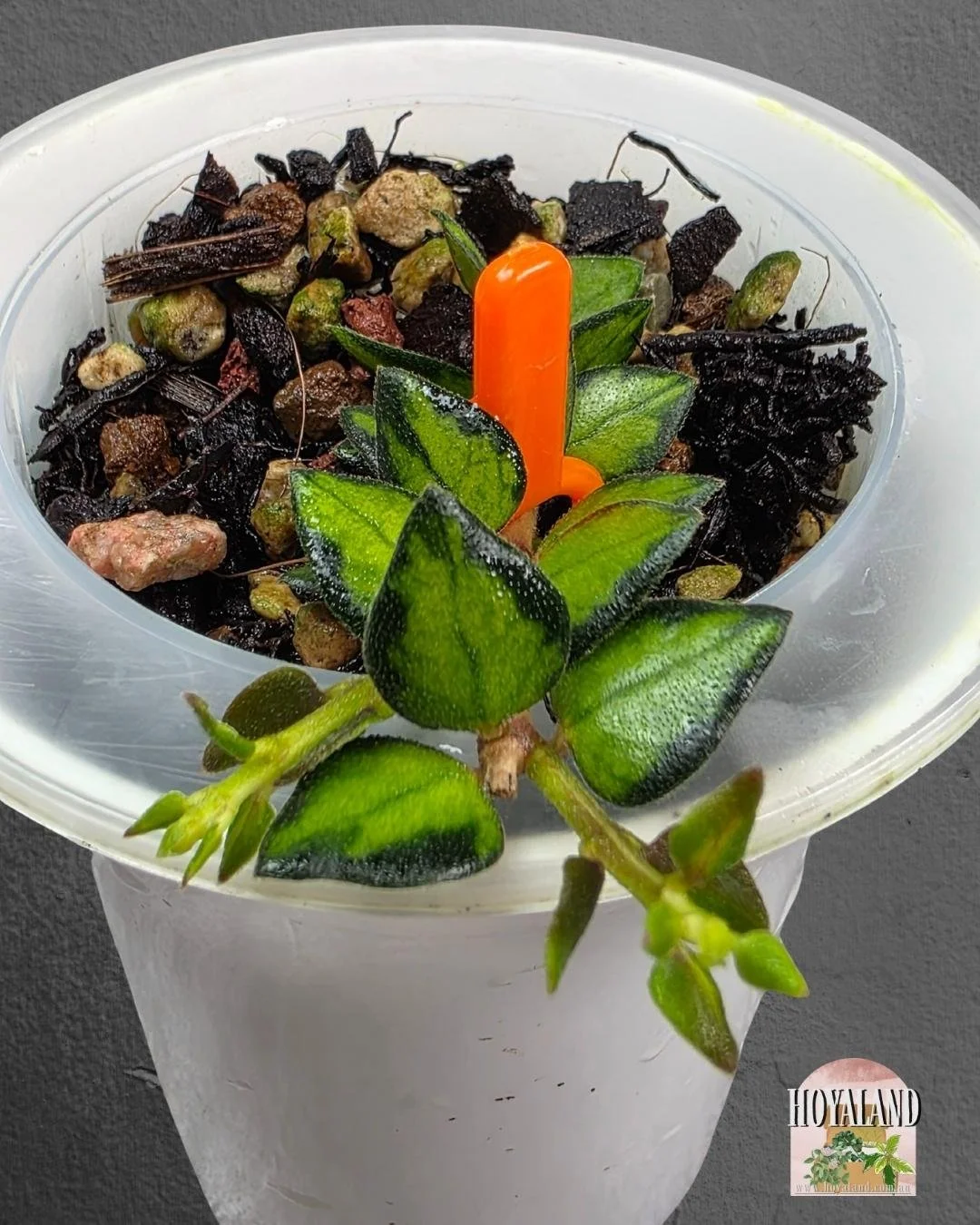 Hoya chinghungensis variegata. SMALLjpg (2).jpg