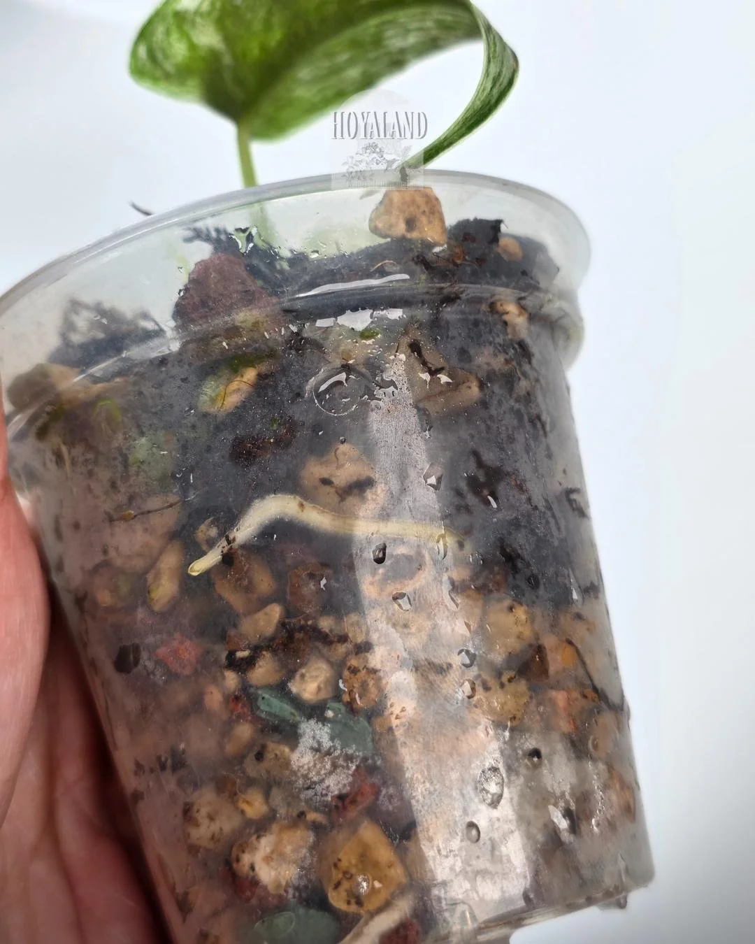 Scindapsus perlas (4).jpg