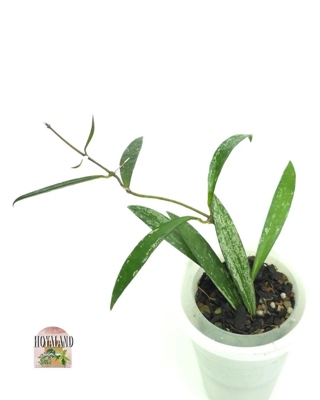 Hoya Tanggamus bamboo (5).jpg