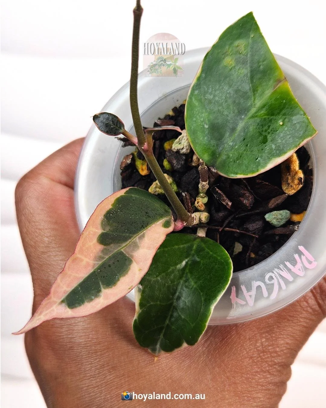 Hoya verticillata Panglay (4).jpg