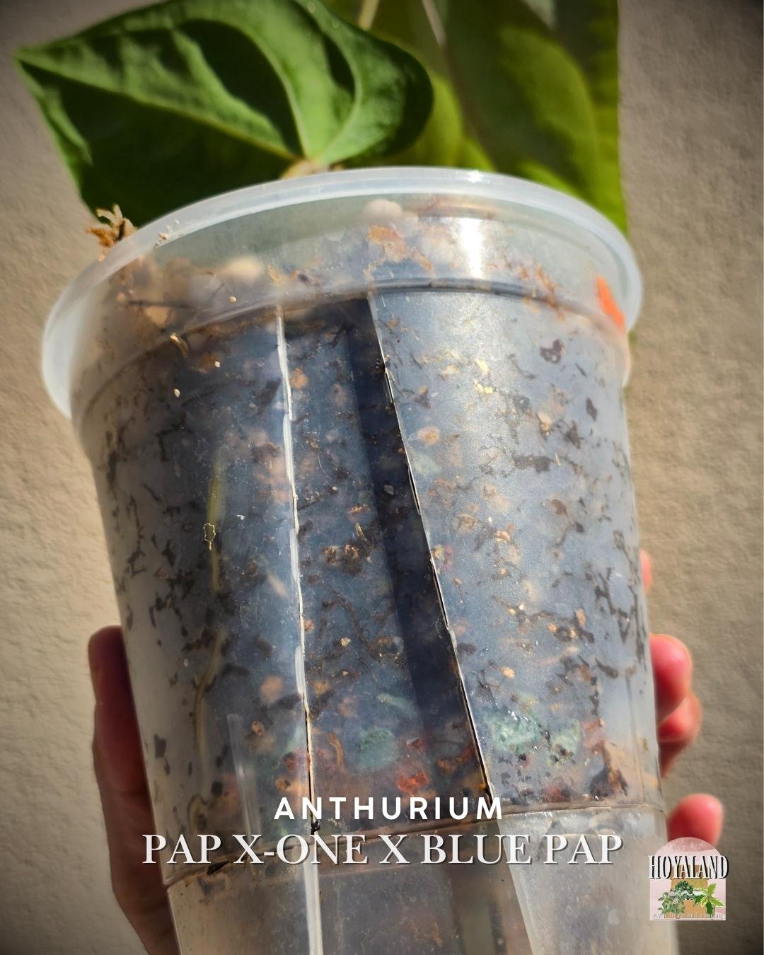 Anthurium papx1 x bluepap (8).jpg