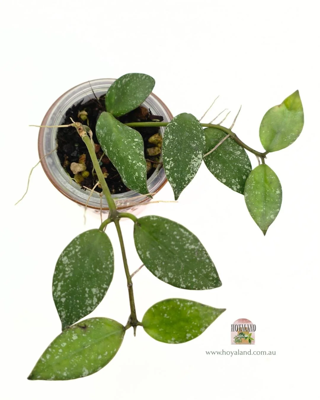 Hoya nabawanensis splash (2).jpg