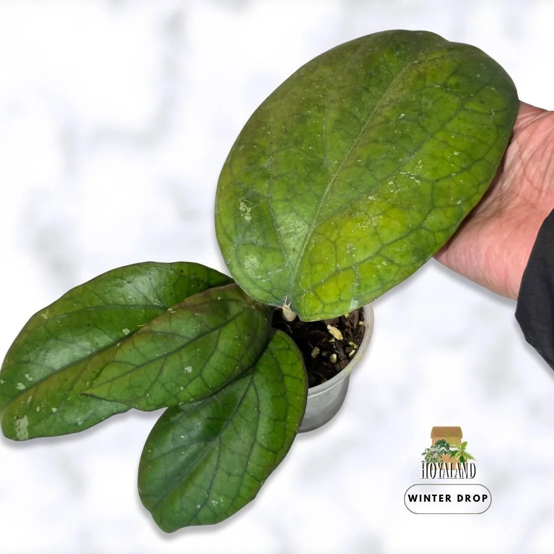 Hoya cv. 'Elephant' (Large Leaf Specimen) |  2 Growth Points