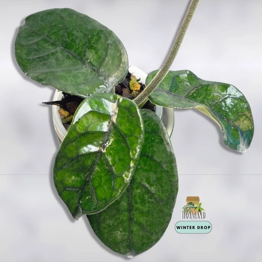 Established Hoya globulosa Cao Bang showing textured fuzzy leaves with prominent veins