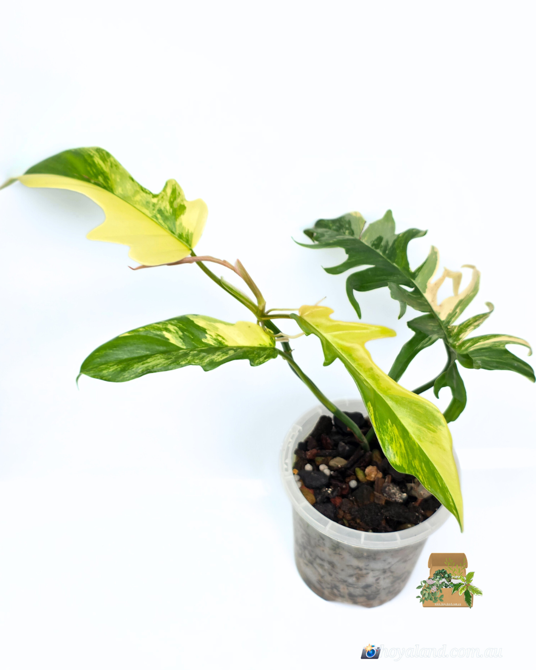 🌞 Philodendron Florida Beauty X Tortum | Rare Hybrid Plant  A 🎇