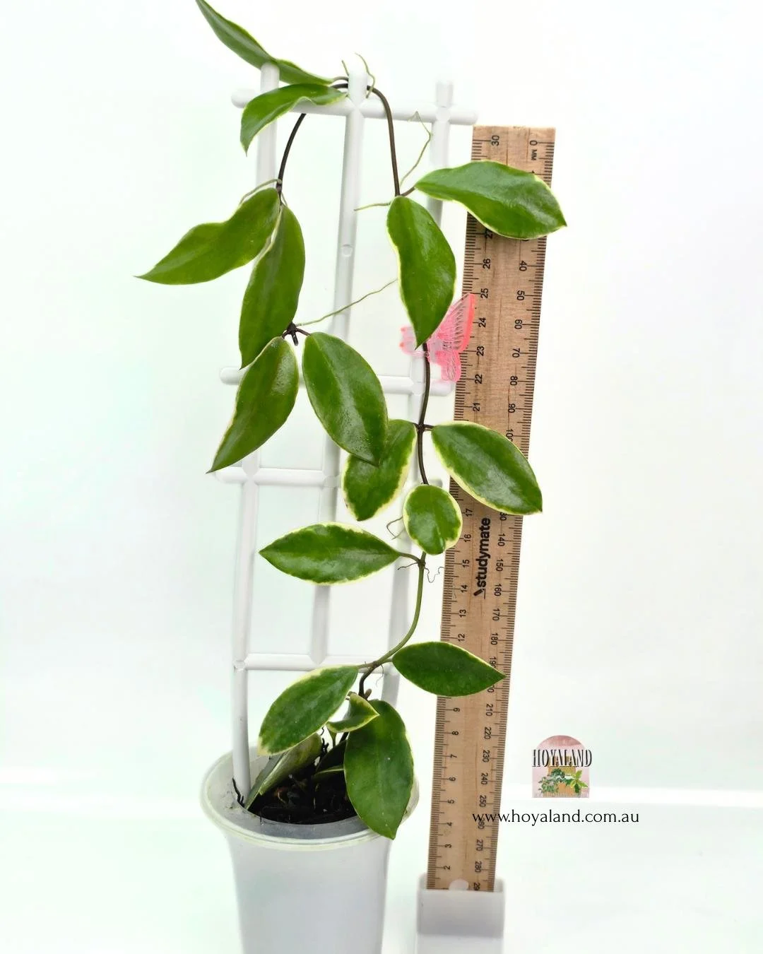 HoyA HALOPHILA (4).jpg