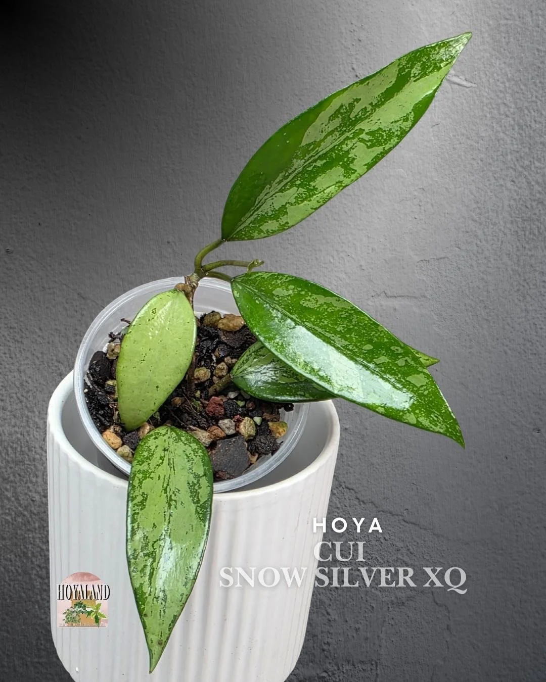 Hoya cui snow silver (3).jpg
