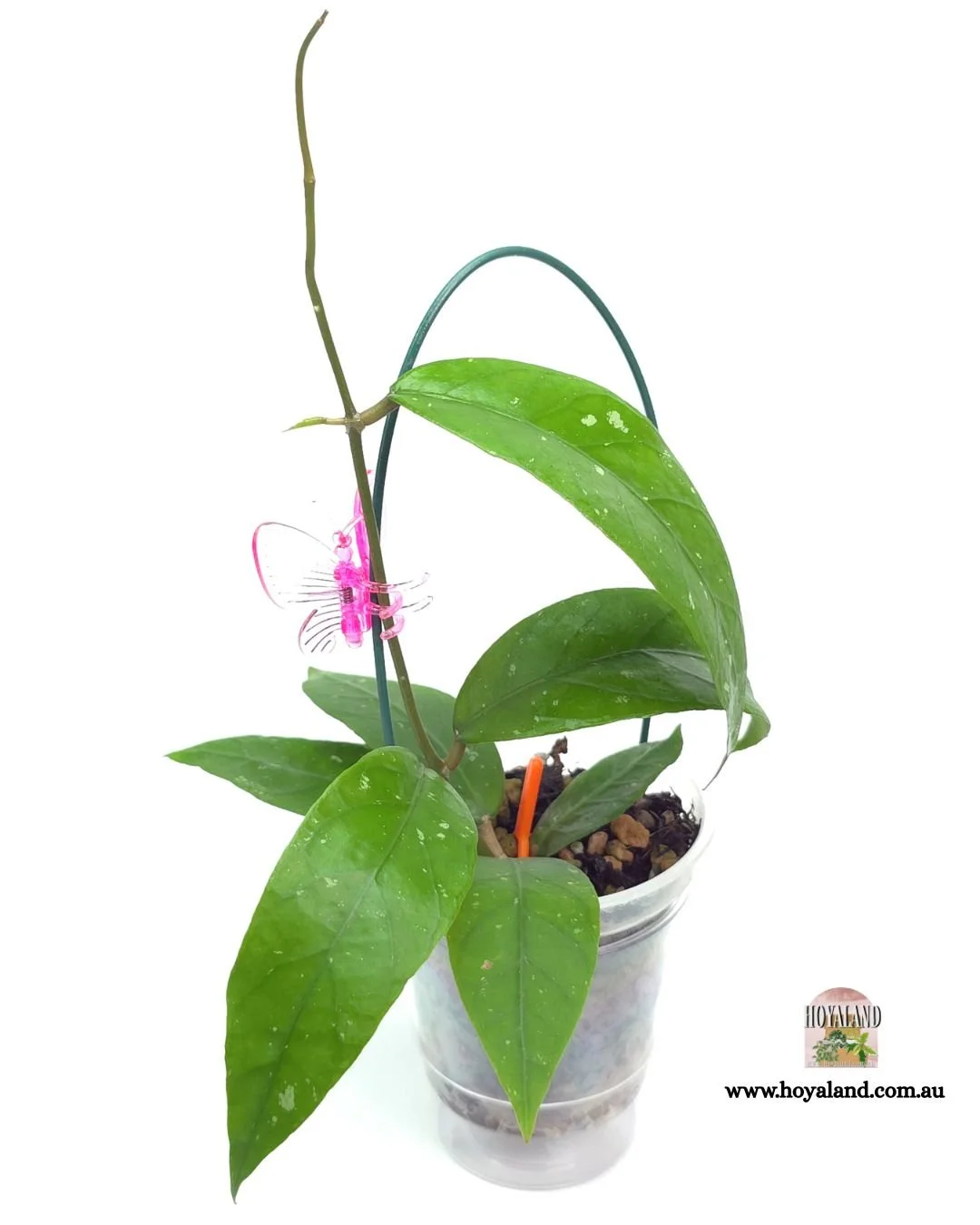 Hoya aceh clone c.jpg