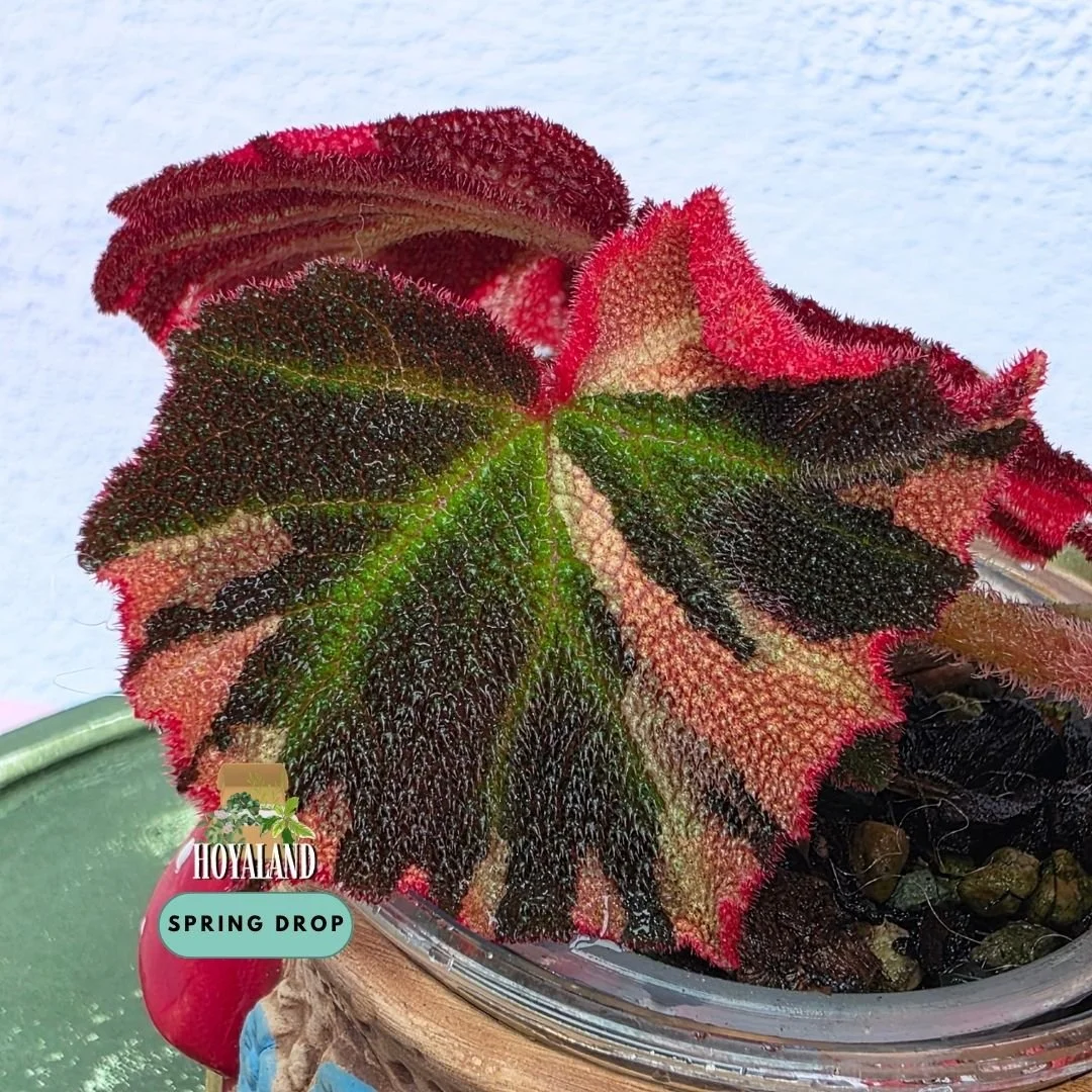 Established Begonia soli-mutata Variegata showing deeply pebbled bullate leaves with candy-pink and white sectoral variegation, fuzzy red petioles, and active crown growth points