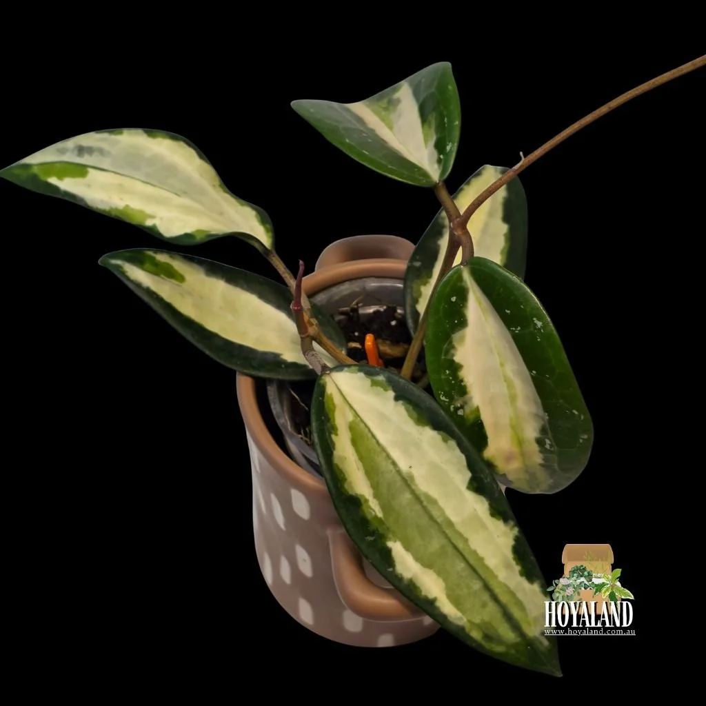 ⛄Rare Hoya Latifolia Queensy  Variegated | Large