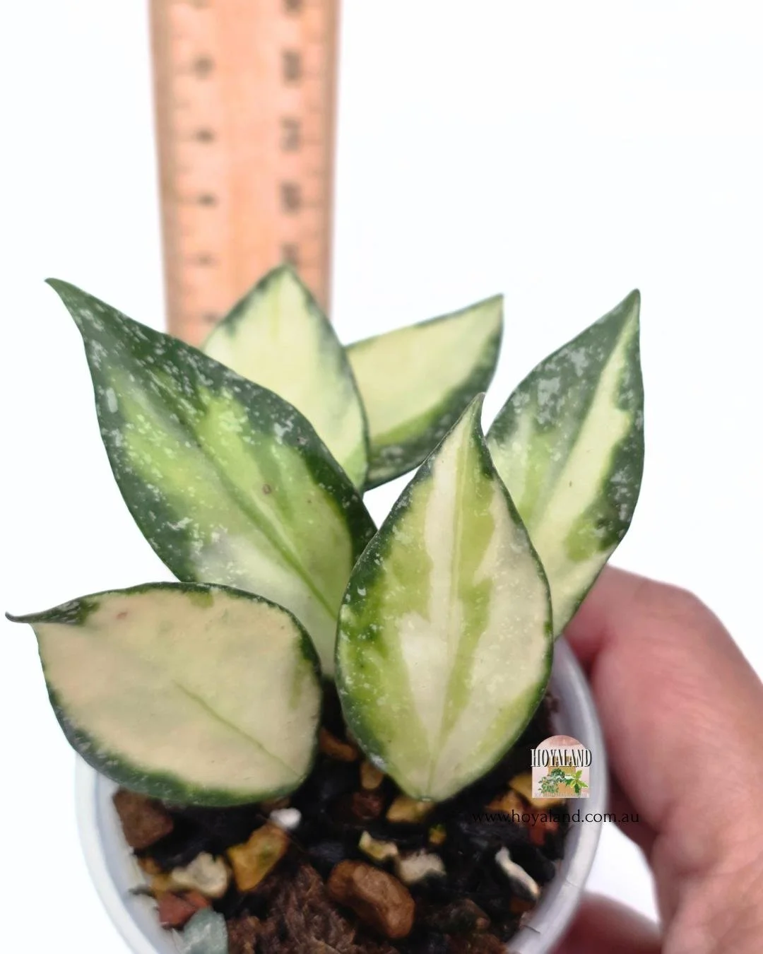 Hoya nabawanensis var (4).jpg