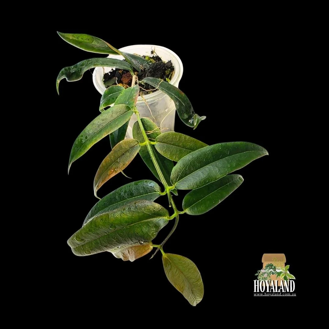 Hoya paradisea white large (5).jpg