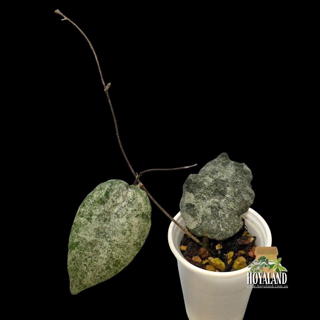 ⛄ Rare Hoya caudata silver | Small