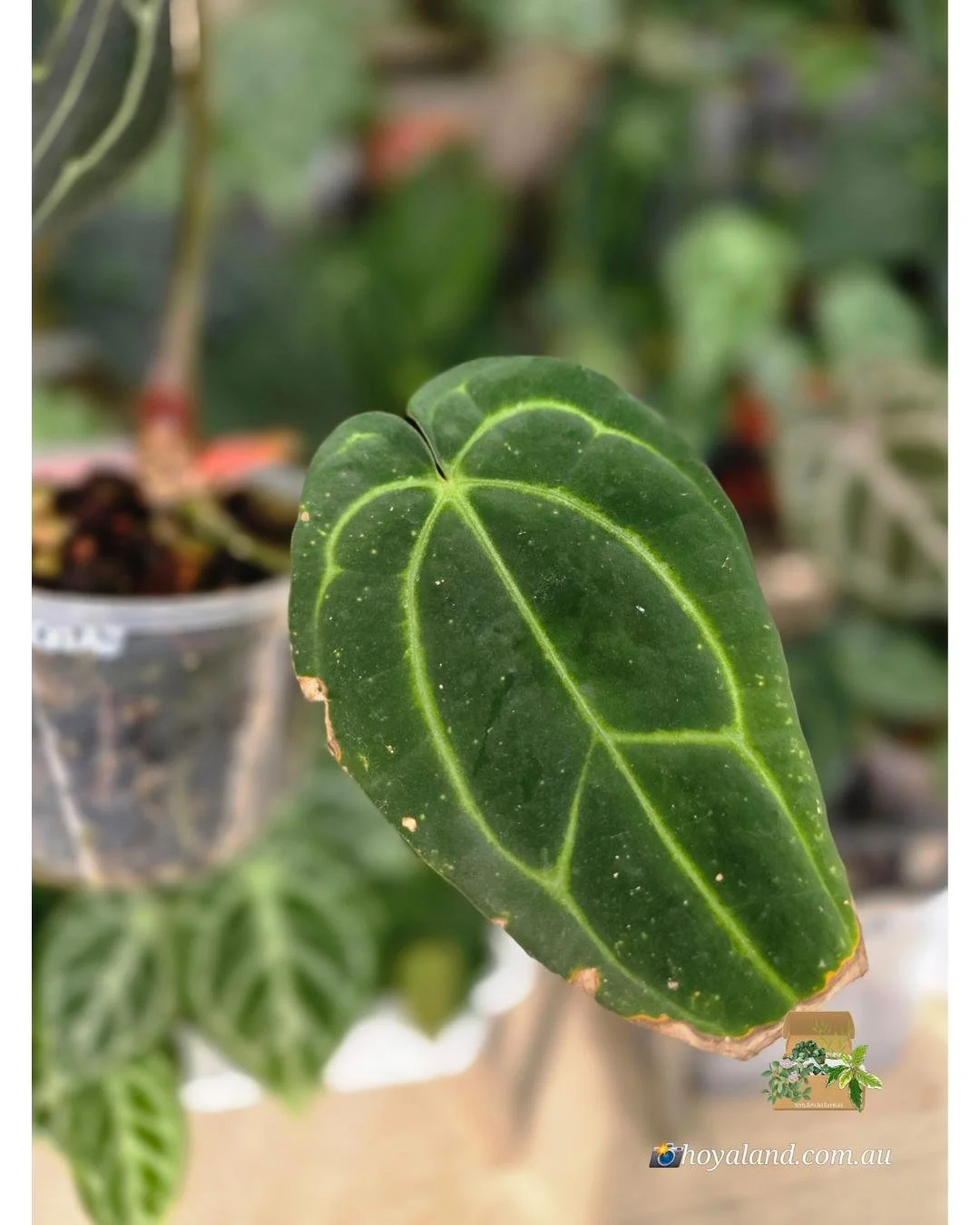 Anthurium Carlablackiea (3).jpg