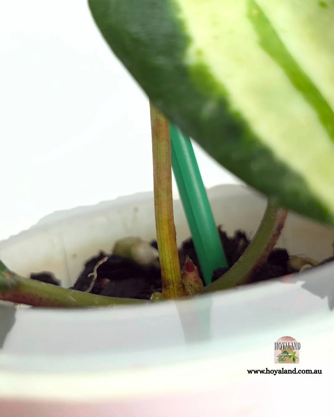 Hoya latifolia queensy (21).jpg