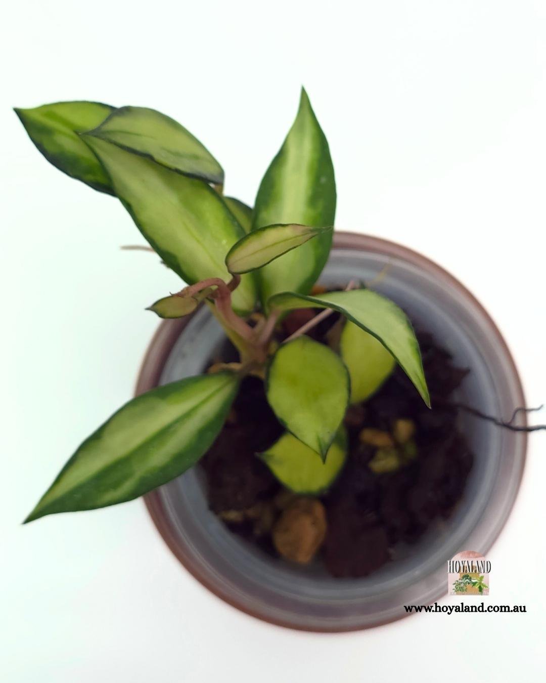 Hoya lacunosa souma (2).jpg