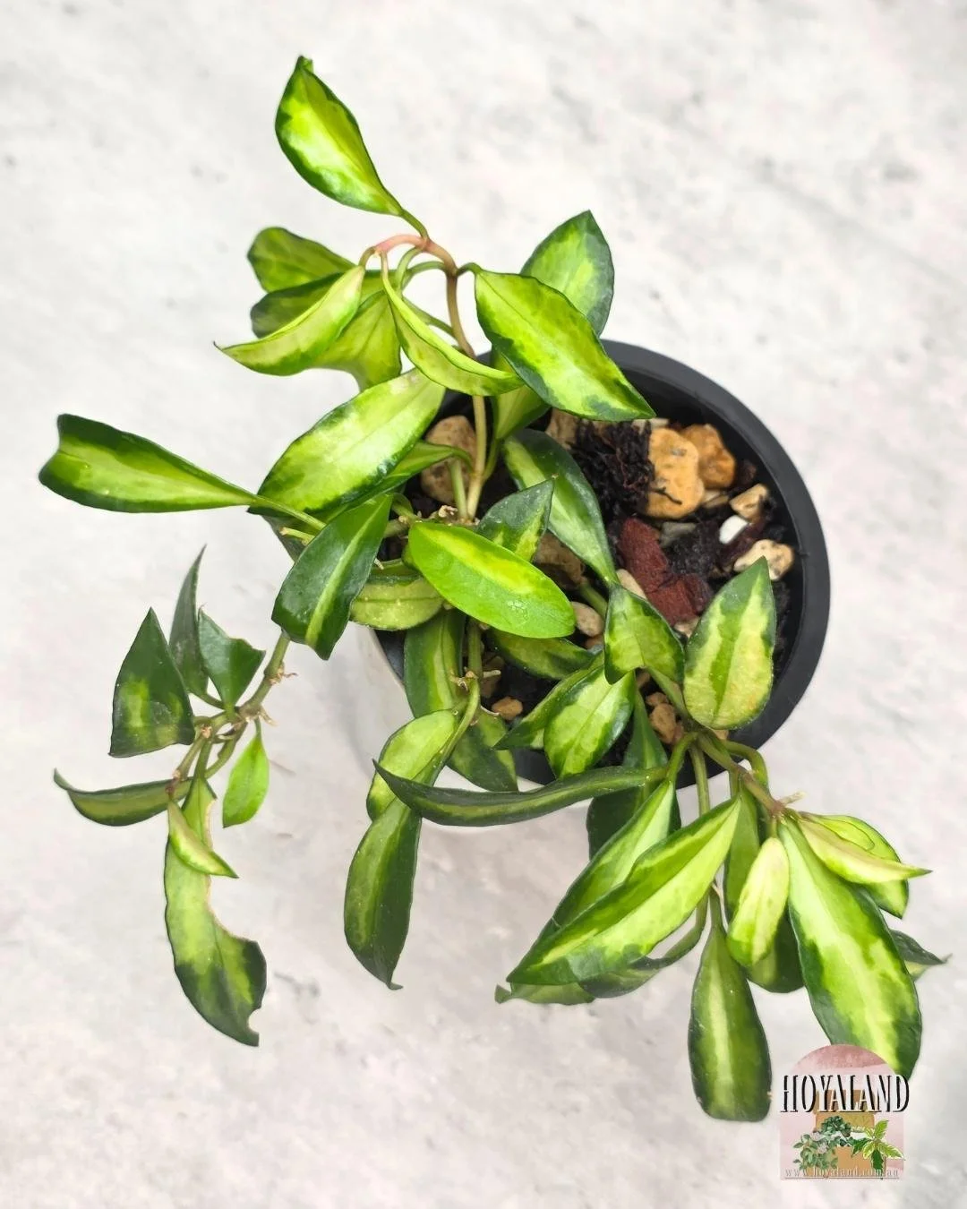 Hoya lacunosa Bruno.jpg