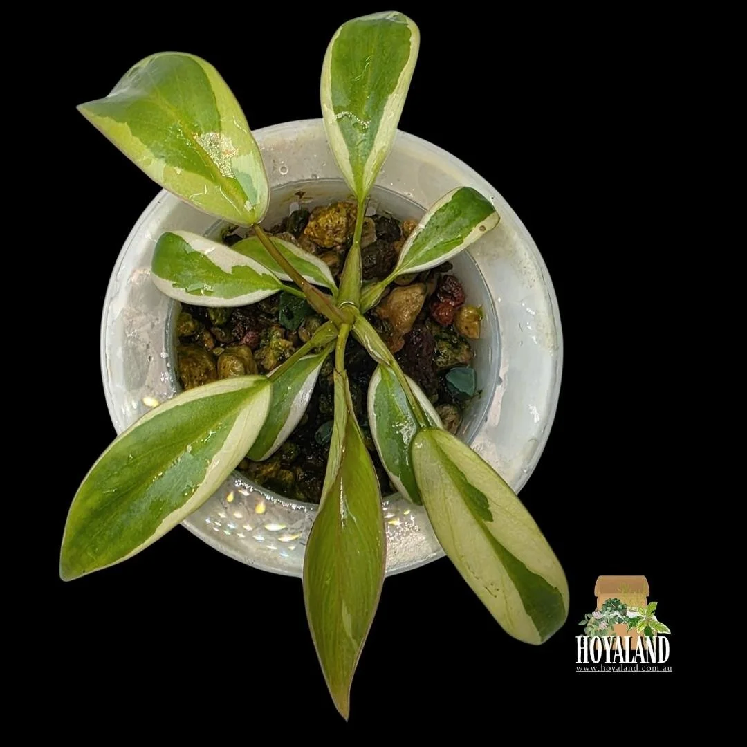 Philodendron atabapoense albo (1).jpg