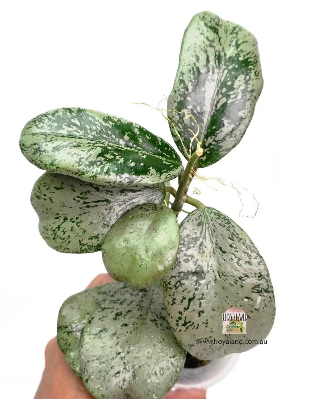 Hoya chiang dao silver (3).jpg
