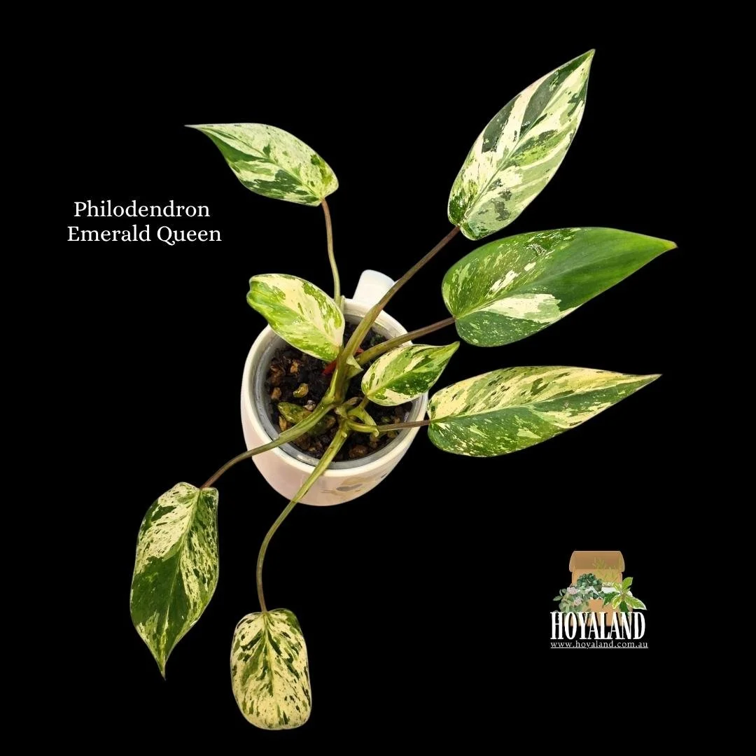 Philodendron Emerald Queen (6).jpg