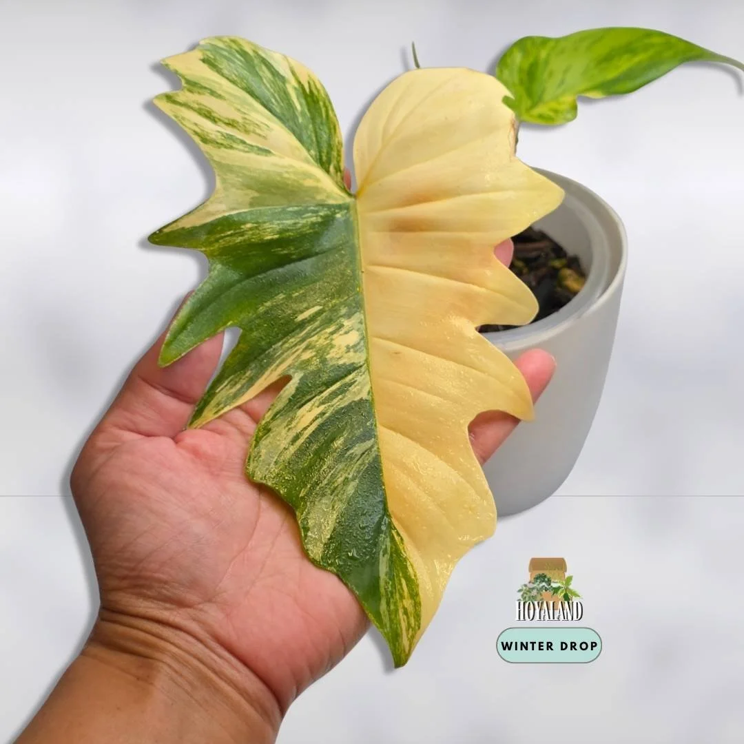 Philodendron 'Florida Beauty' x mayoi (Wide Mayoi Morph) NTC