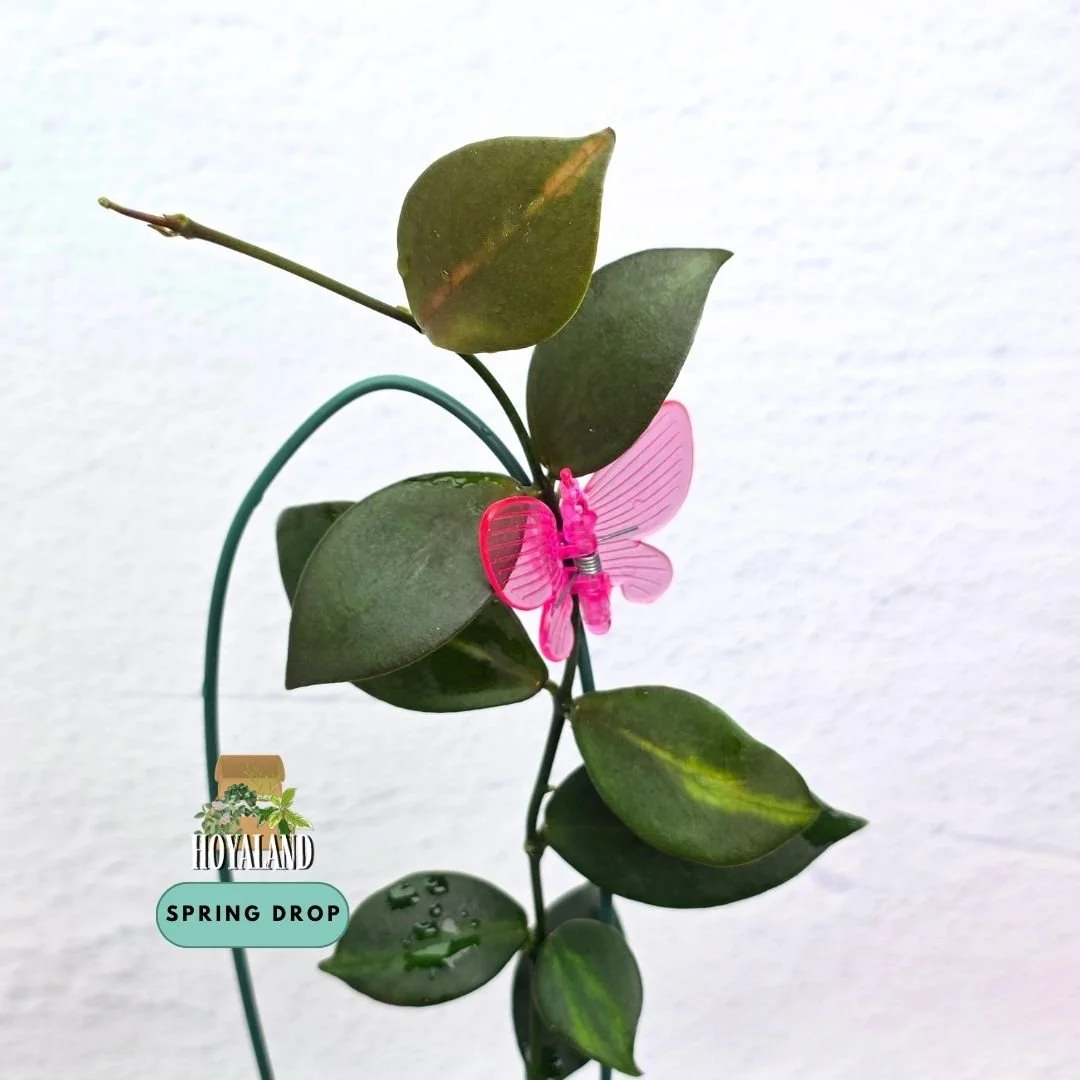 Hoya anulata iml (2).jpg