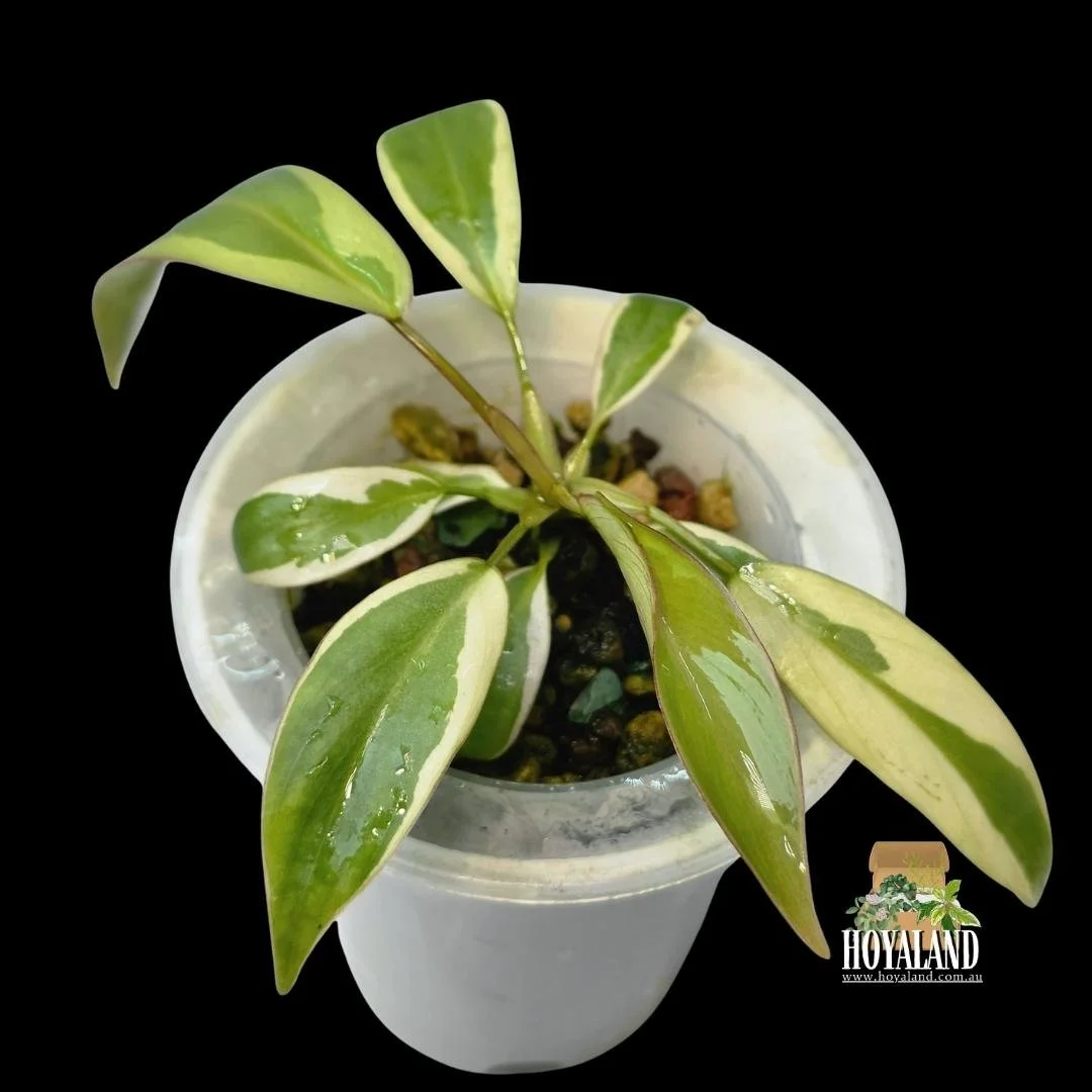 Philodendron atabapoense albo (5).jpg