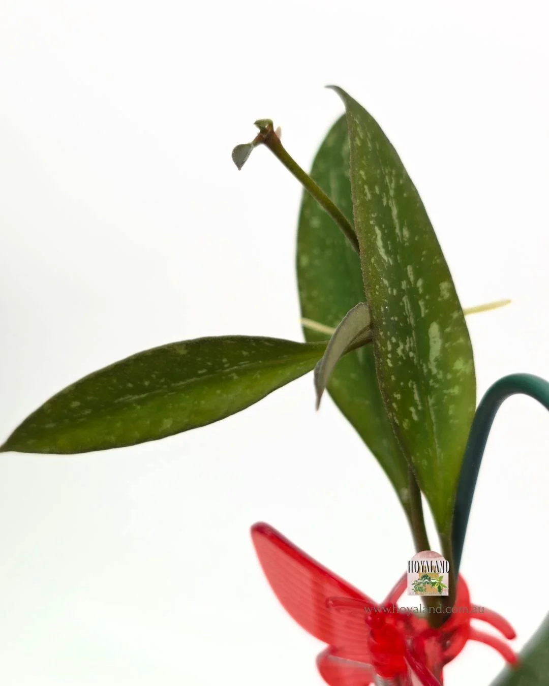 Hoya rosita splash (2).jpg