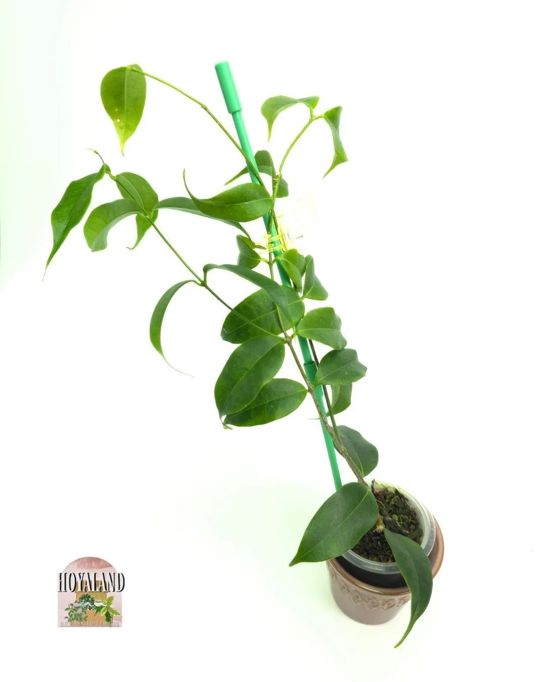 Hoya medusa large (2).jpg