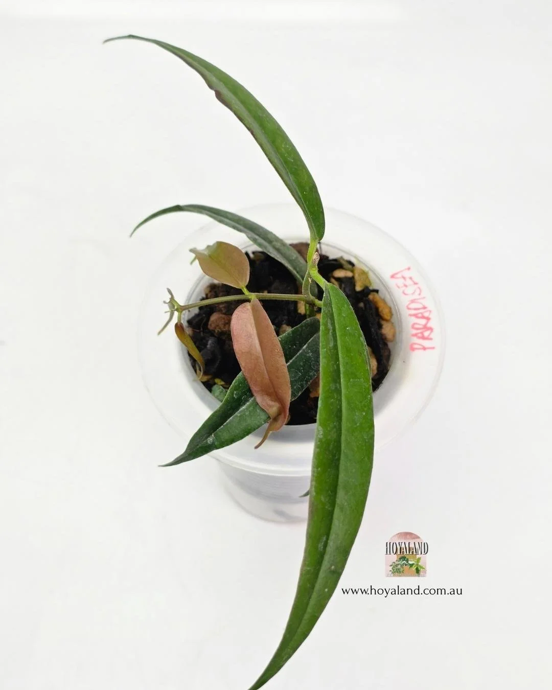 Hoya paradisea b.jpg