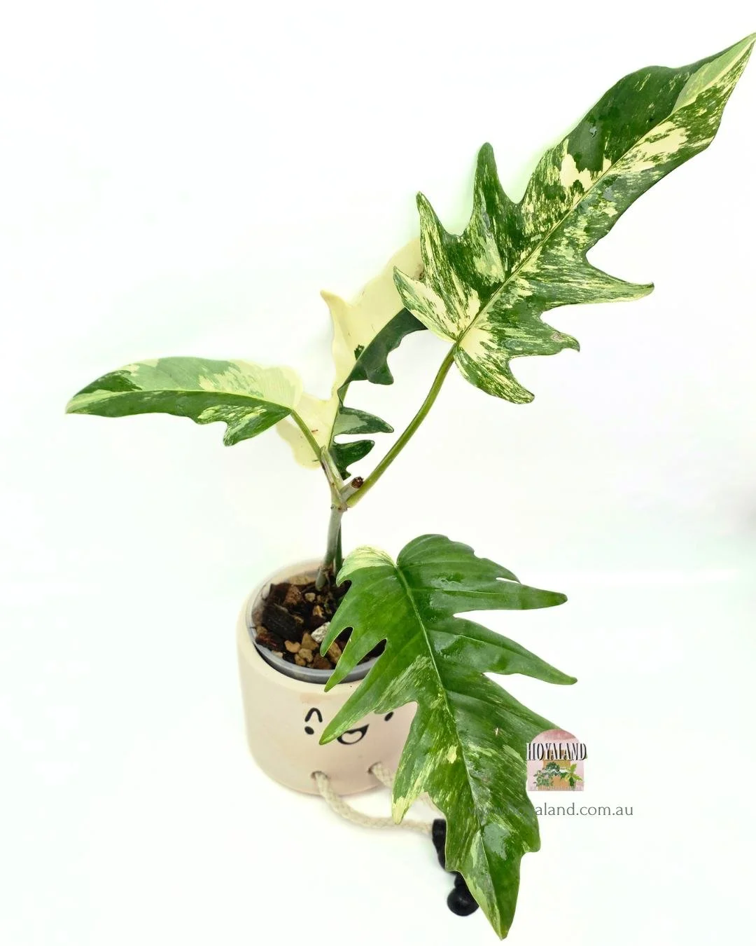 Philodendron fb x tortum (6).jpg