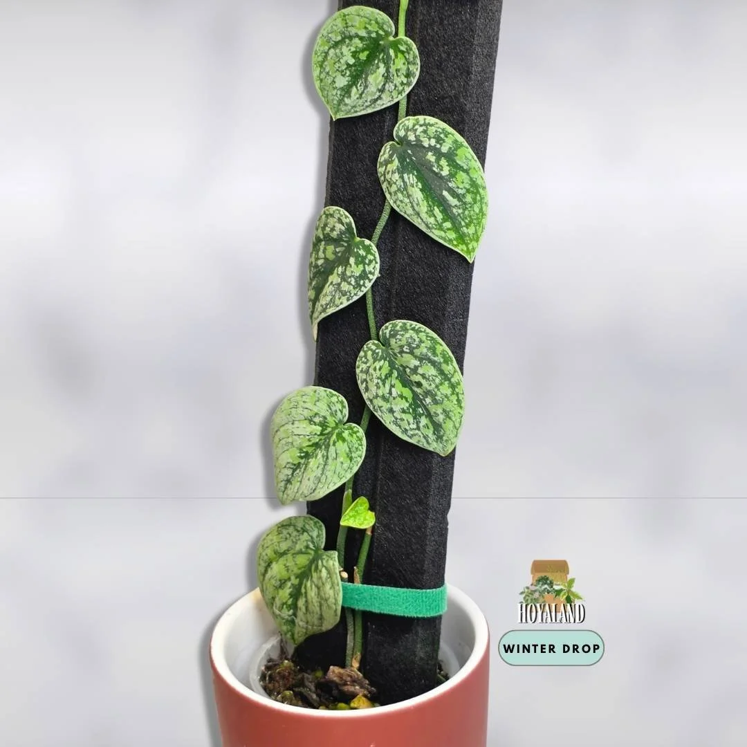 Established Scindapsus Tricolour Dark Form showing large shingling silver and deep slate leaves