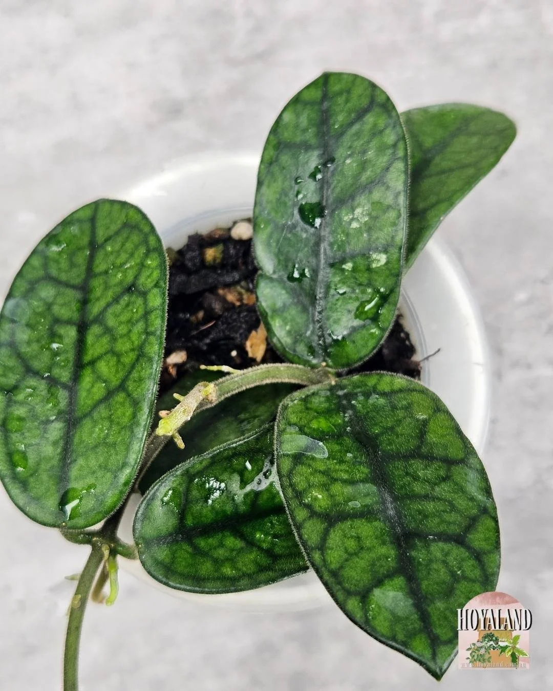 Hoya sichuanensis a (2).jpg