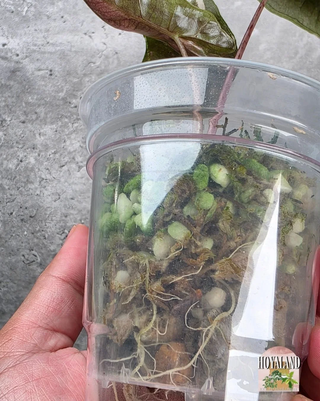 Alocasia pseudosanderiana pink tc (4).jpg