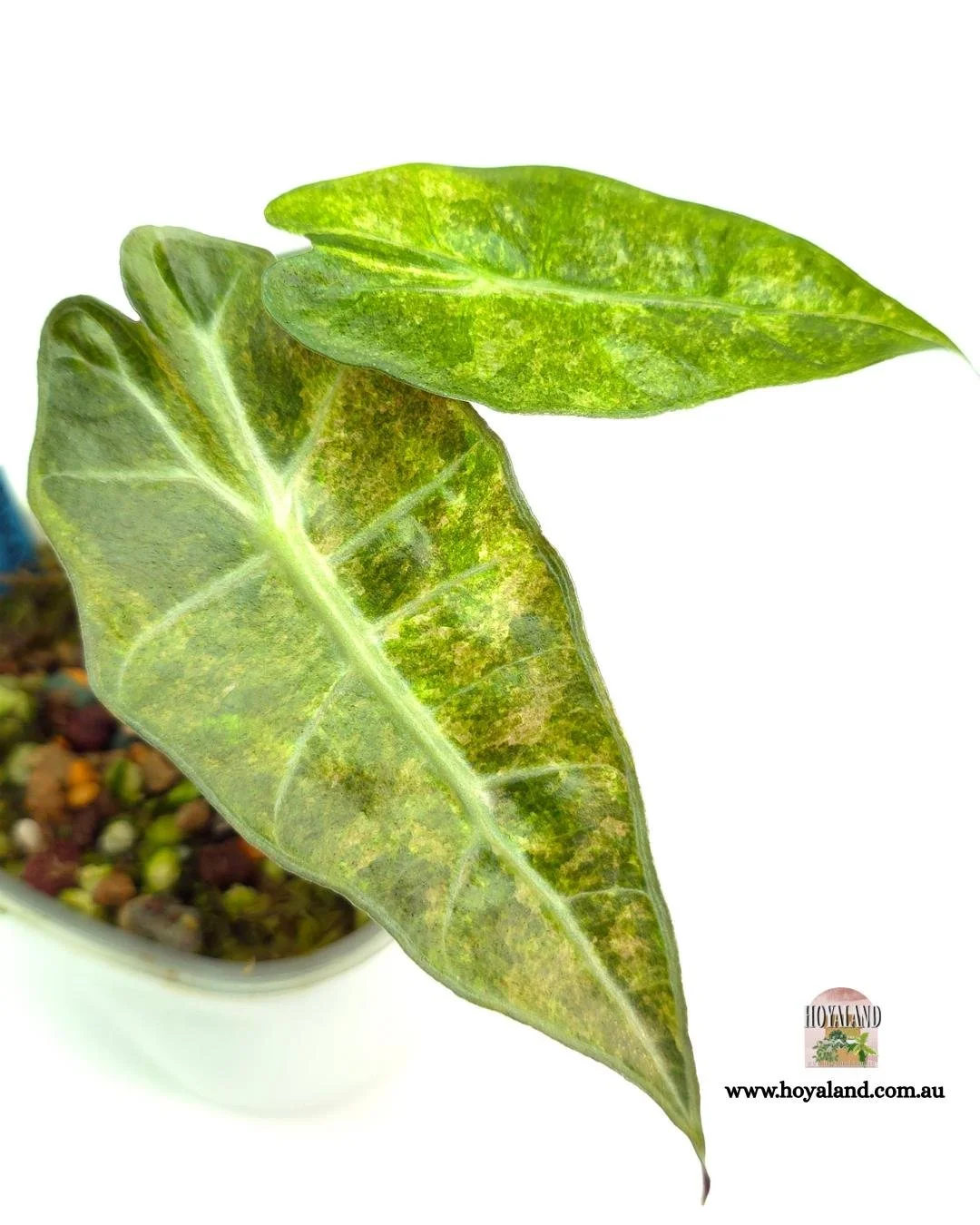 Alocasia sanderiana bull aurea (4).jpg