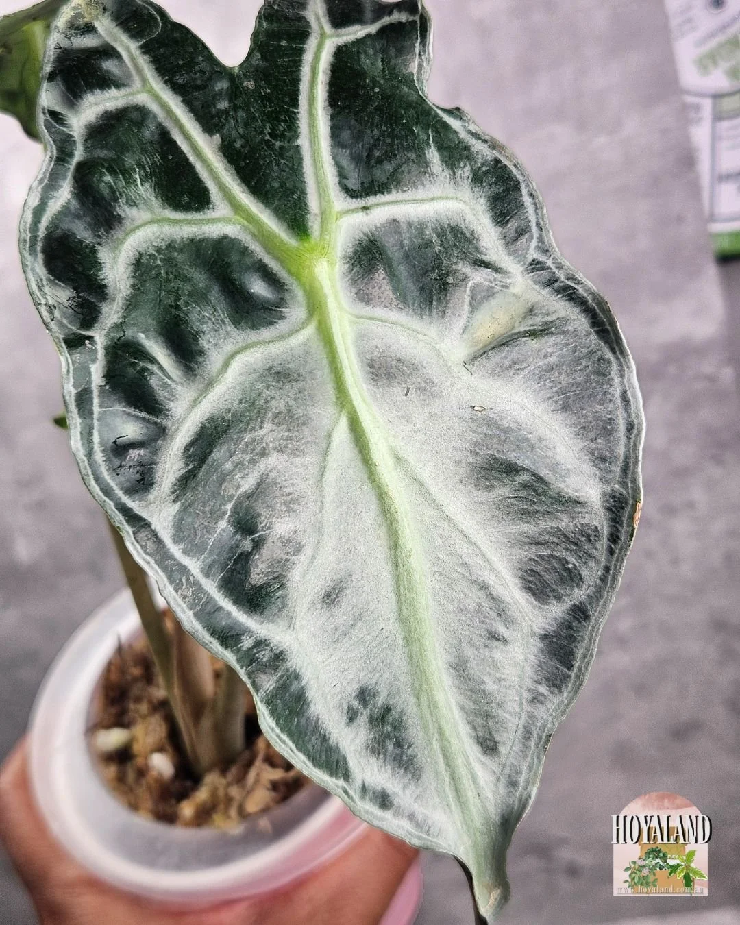 ALOCASIA VENOM (3).jpg