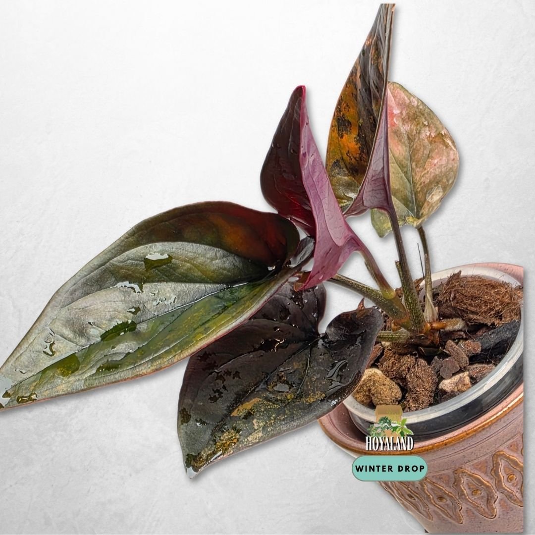 Established Syngonium Red Arrow Variegata with dark foliage, ruby backs, and gold to pink splash