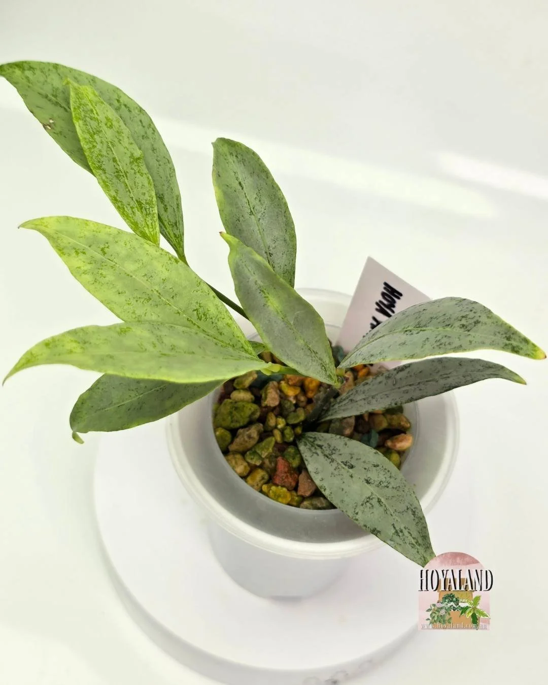 🌞 Hoya amicabilis silver | Ultra rare 🎇