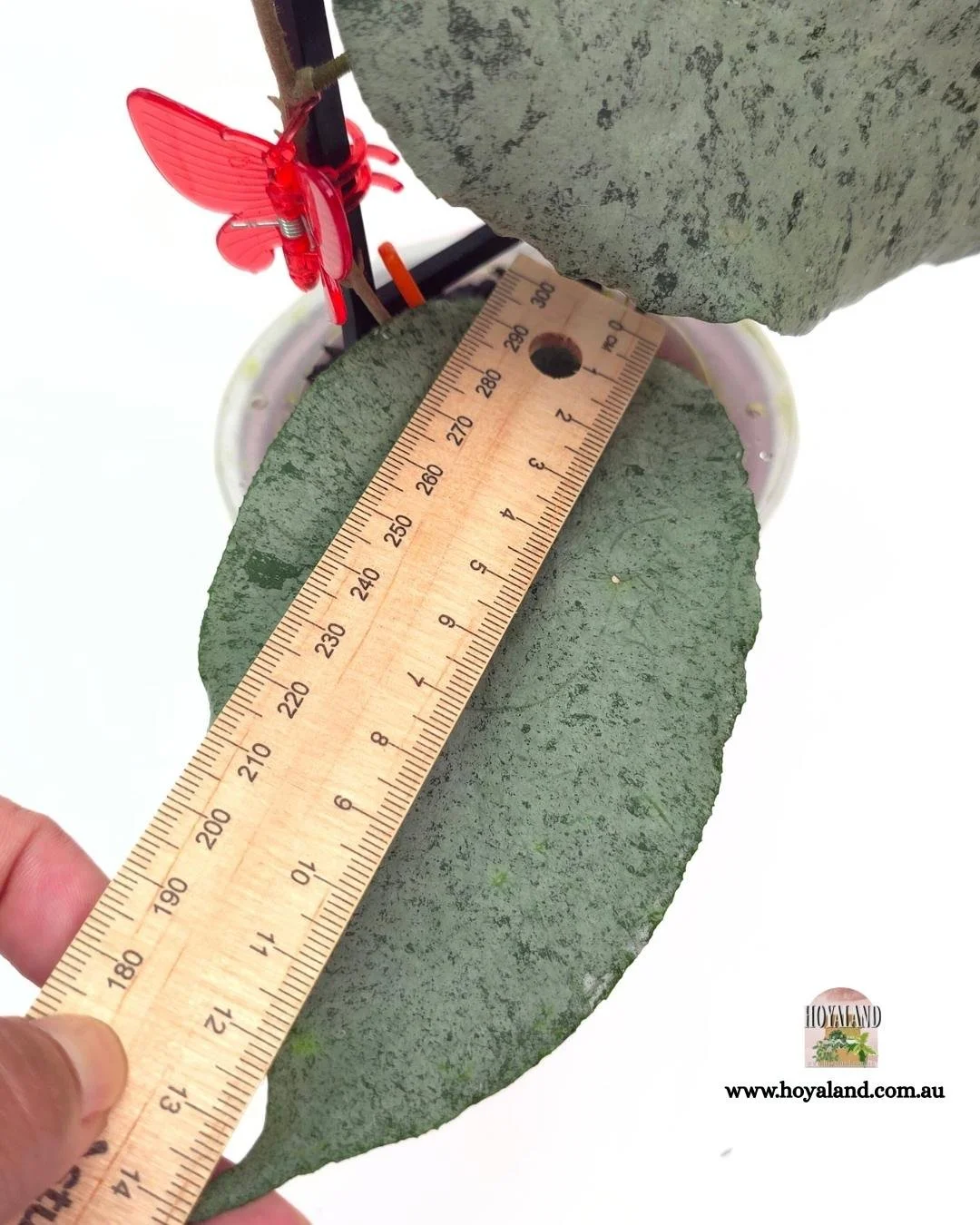 Hoya caudata argene (5).jpg