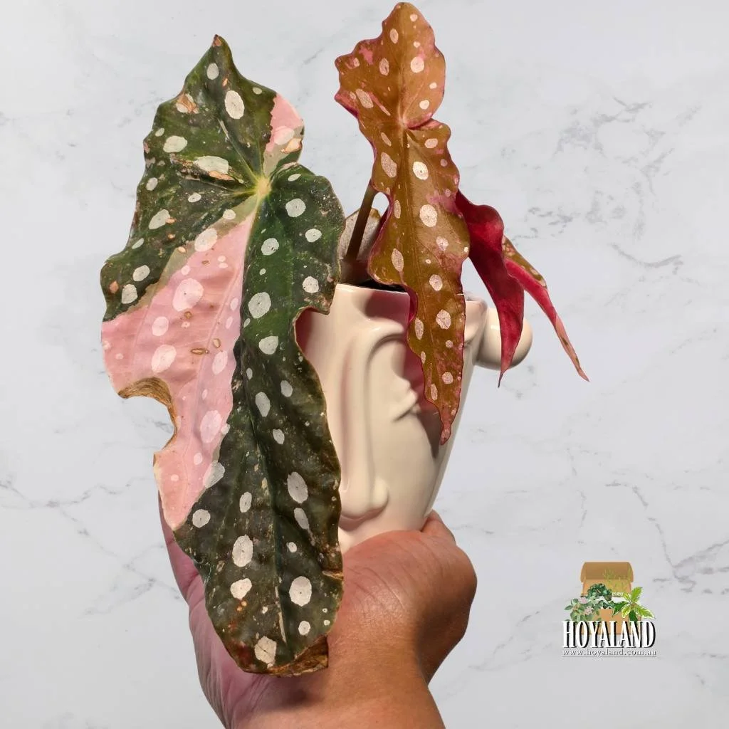 Begonia maculata 1 (4).jpg