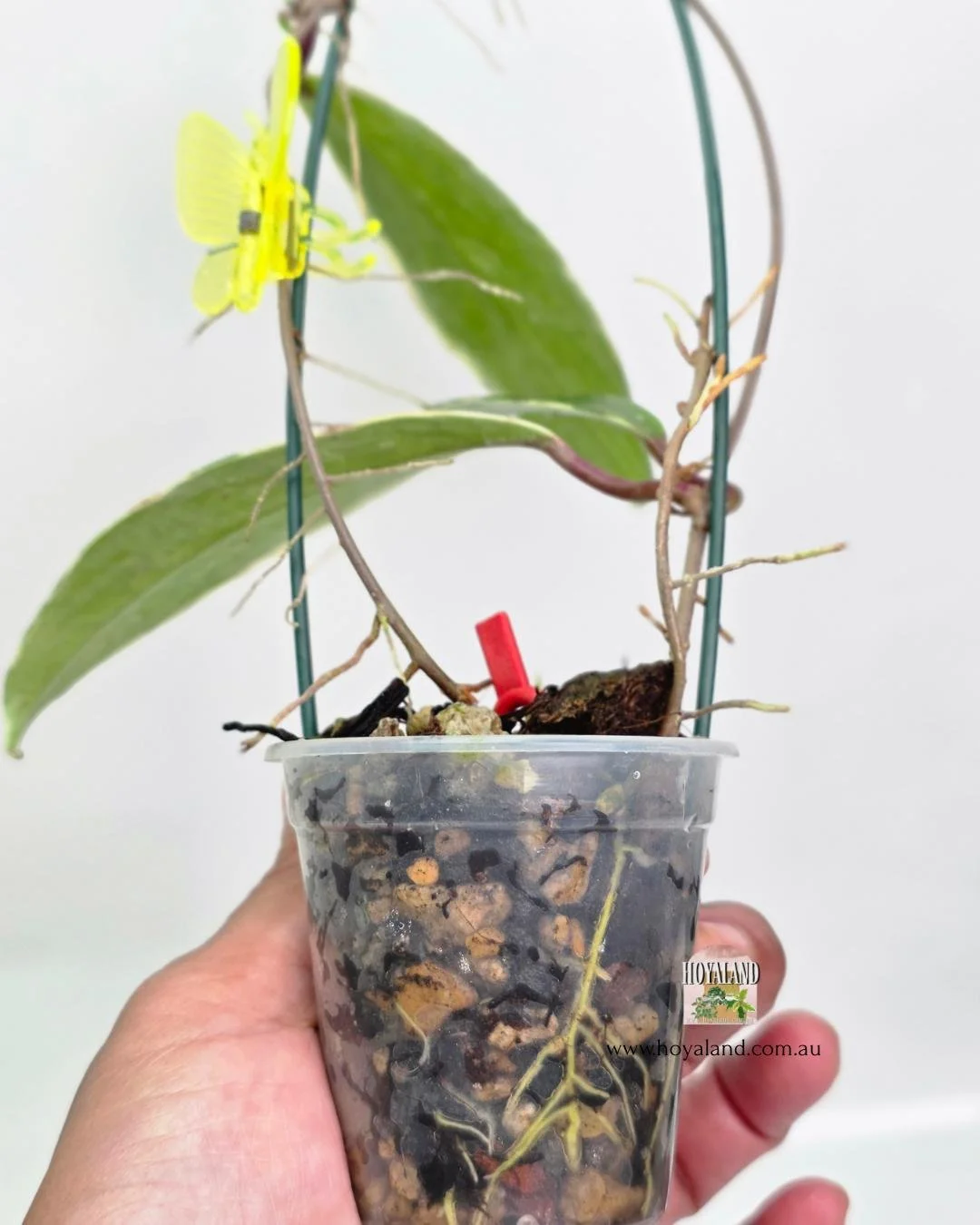 Hoya pubicalyx albo 1 (3).jpg