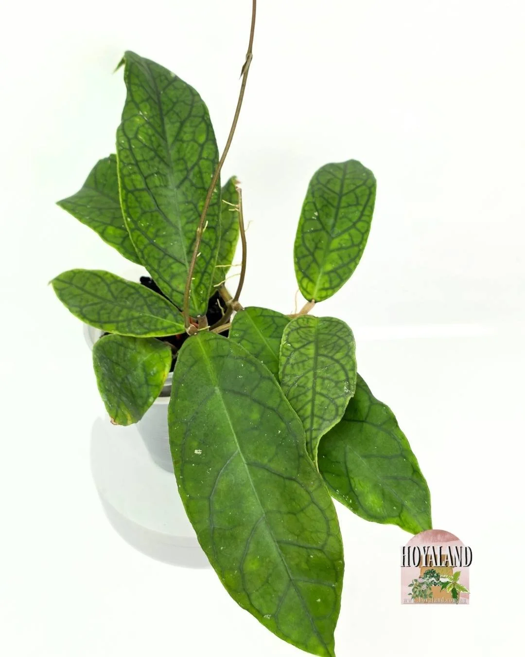 🌞 Hoya cv Marvels | Veiny Unique Plant Hybrid | 🎄