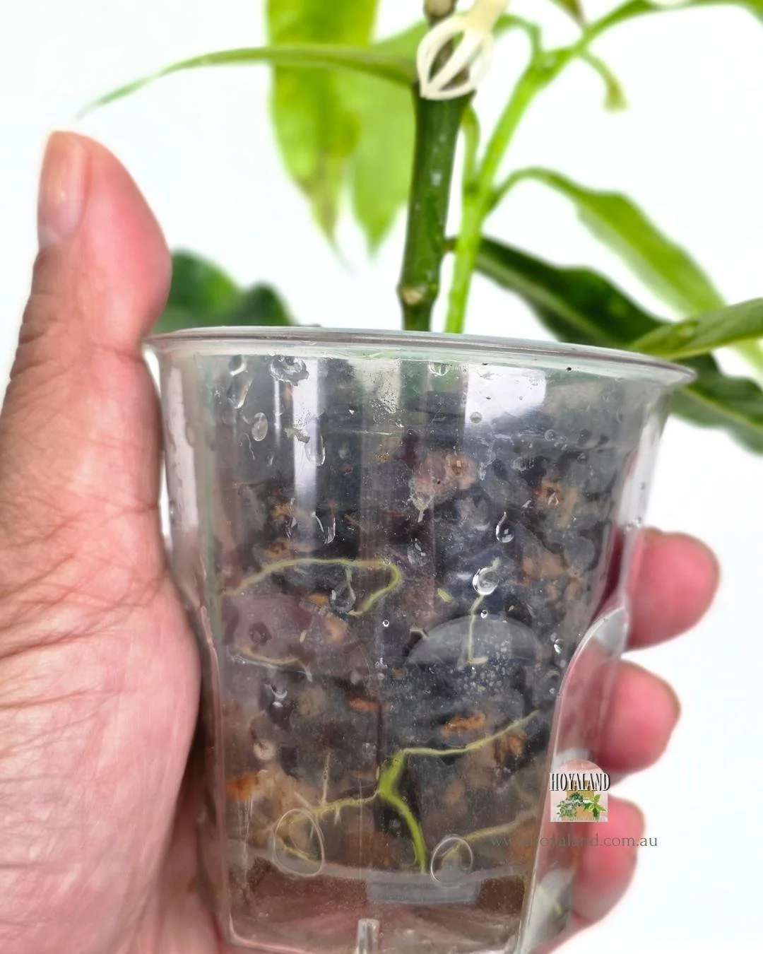 Hoya decipulae (2).jpg