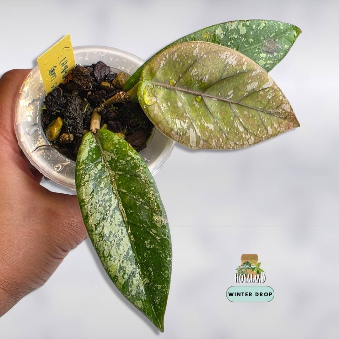 Rare Hoya sp. Gayo Lues Splash (Heavy Silver Fleck)