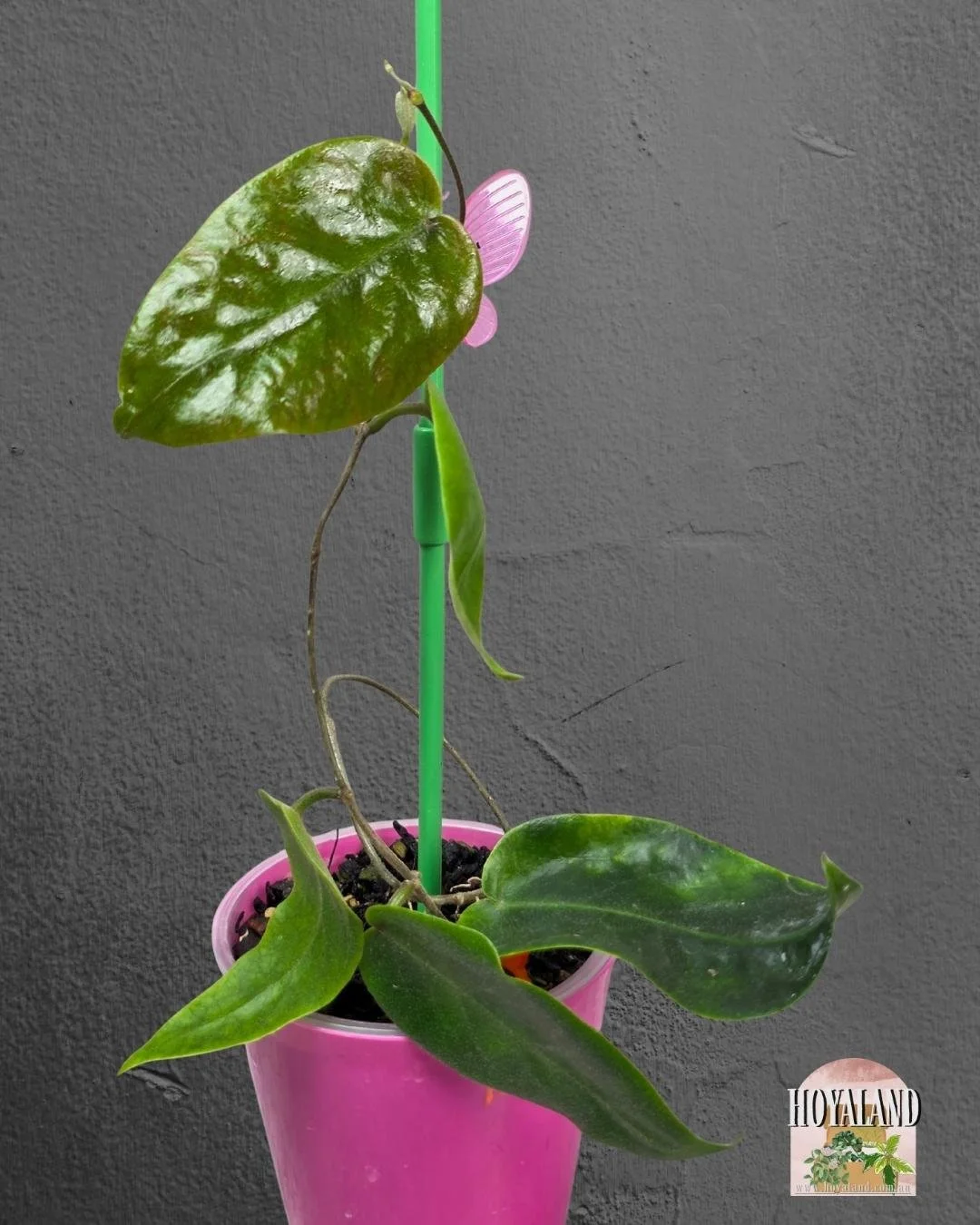 Hoya inflata (5).jpg