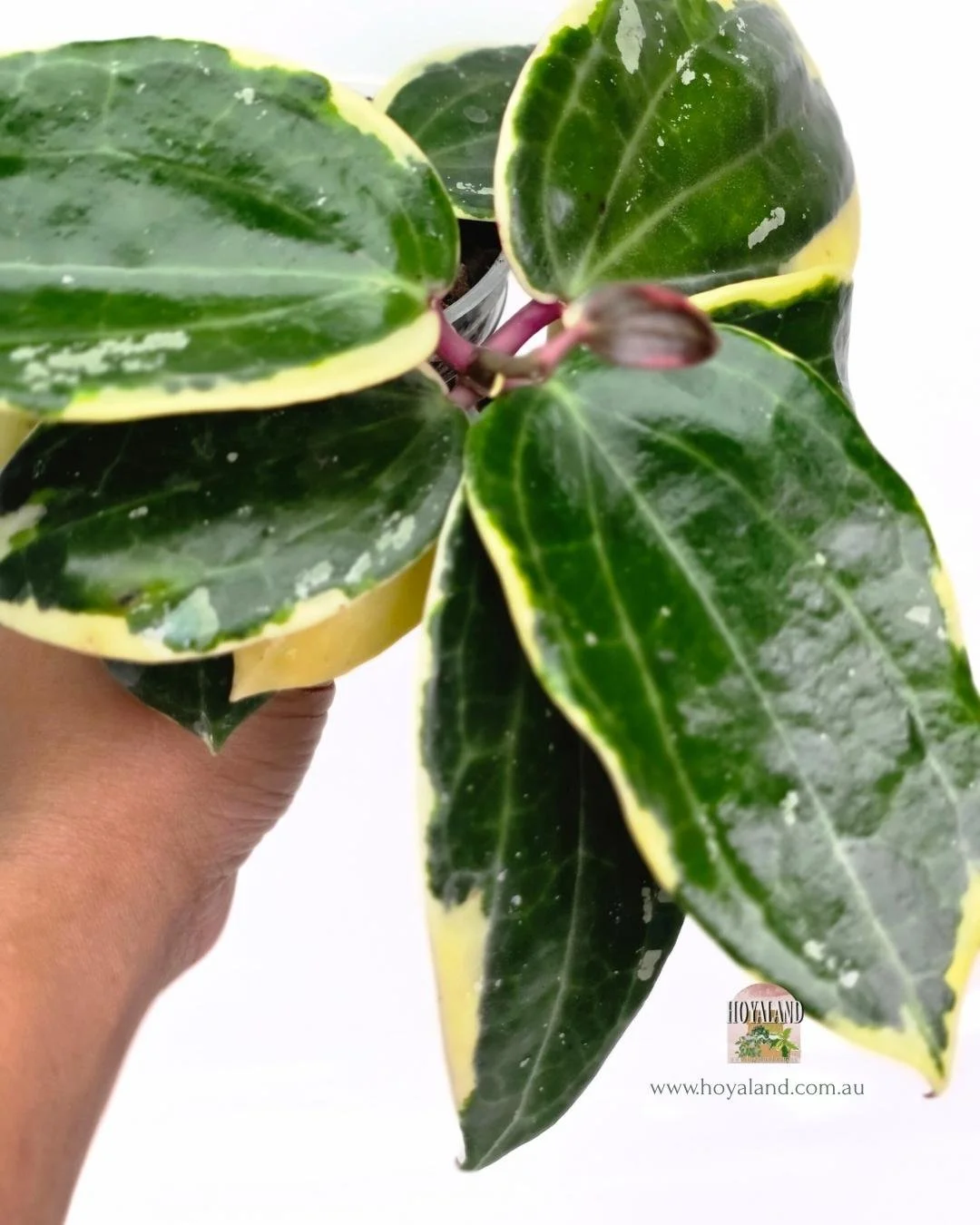 Hoya latifolia round albo (5).jpg